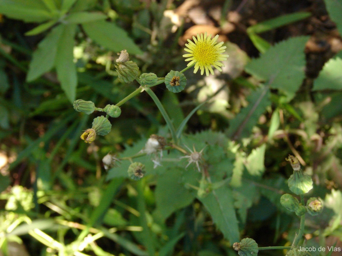 Sonchus oleraceus L.